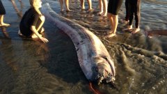 10 Unbelievable Real Creatures