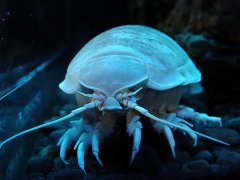 20 Weirdest Deep Sea Creatures