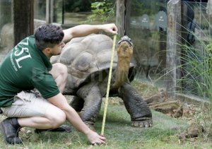 1345650534-zookeepers-start-the-annual-weighin-at-london-zoo_1401562