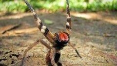 5 Extremely Deadly Animals