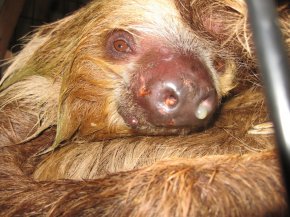 A diseased sloth.