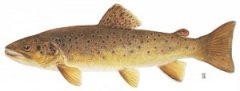 brown trout fakes orgasms