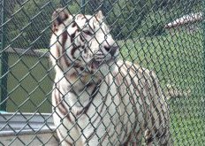 East Coast Exotic Animal Rescue's volunteers (there are no paid employees) care for more than 100 animals of many different species every day, including this tiger. “We’re just a small nonprofit that provides a lifelong home for animals — surplus zoo animals, lab monkeys and animals from individuals,” said secretary/treasurer Melissa Bishop. “We promised them a forever home, and that’s what we’re trying to do. It’s a lot of work. We’re kind of in the money pit drowning section now.