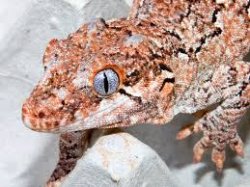 Gargoyle Gecko