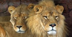 lions-cc-manager_2000-article-image500px