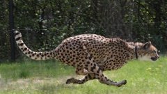 Meet the 25 Fastest Animals on Land