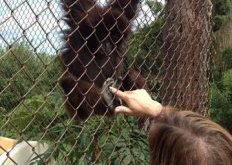 Phoebe, a gibbon ape,  like having her feet tickled.