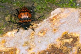 pleasing fungus beetle