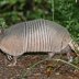 Most strange animals