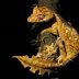 Strange animal names