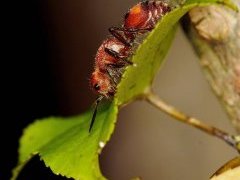 raspberry crazy ant