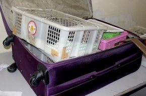 Russian Authorities Discover a Suitcase Stuffed With Smuggled Wildlife