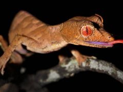 satanic leaf tailed gecko sticks out tongue