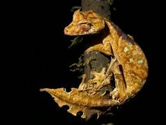 satanic leaf tailed gecko - strange animal