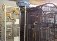 Since fire destroyed the East Coast Exotic Animal Rescue's main building in May, some of the animals have to share space. These birds had to move into a building that houses retired laboratory monkeys.