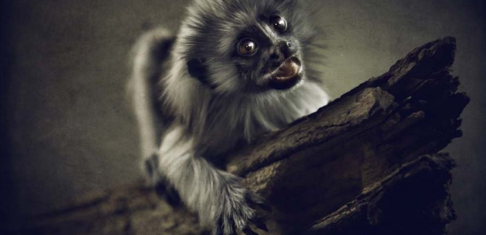 Cutest exotic animals