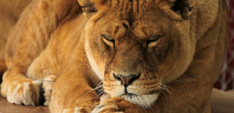 East Coast exotic Animal Rescue