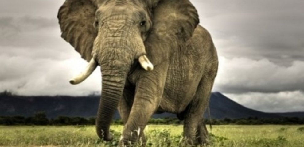 Exotic Animal Training School