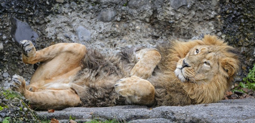 Exotic animals as pets list