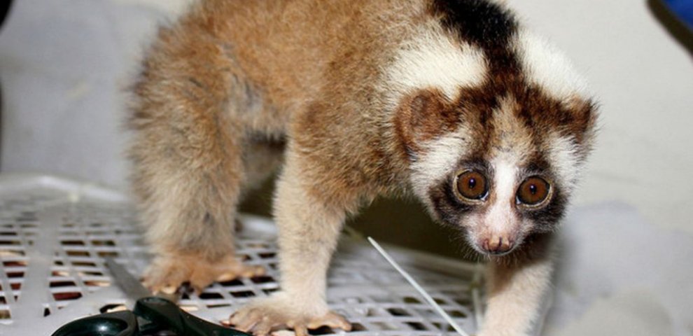 Exotic animals Rescued