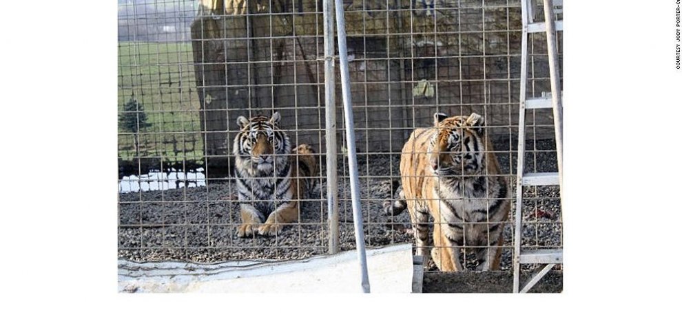 Exotic Farm animals