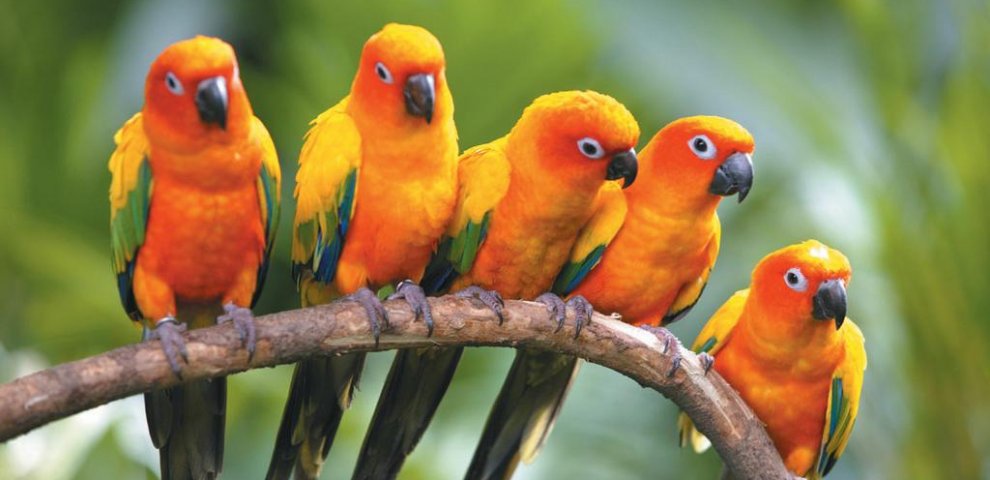Midwest exotic Animal Hospital