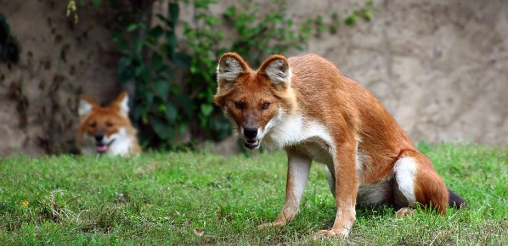 Most strange animals