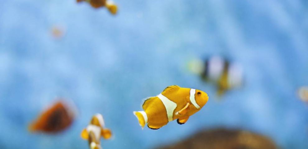 Strange animal facts