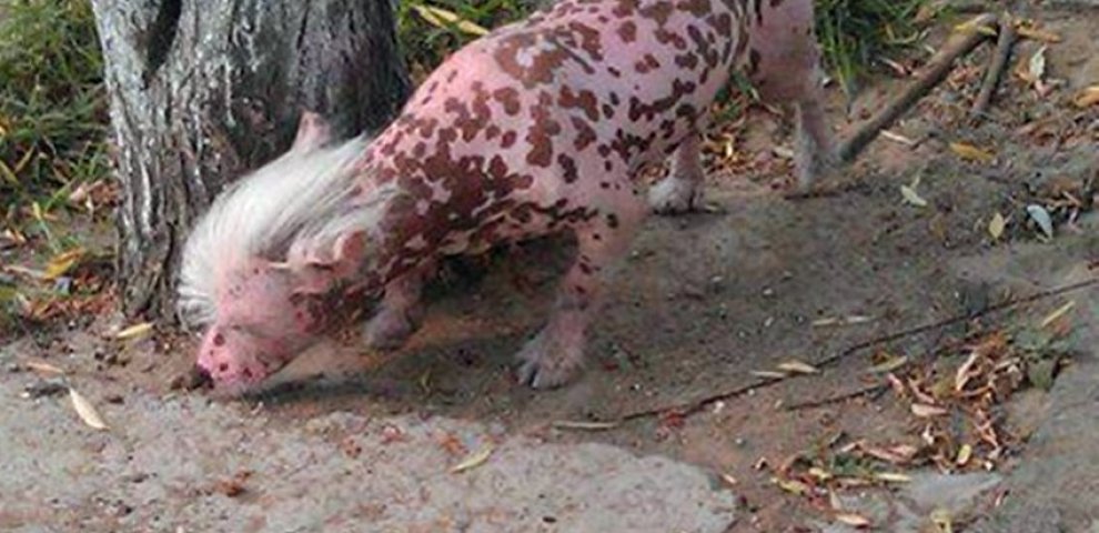 Strange animal found