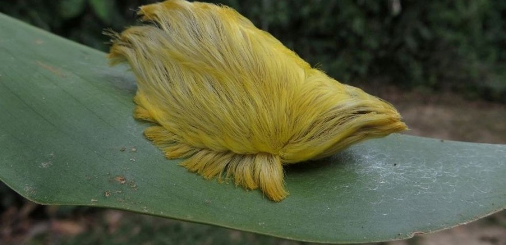 Strange animal sightings