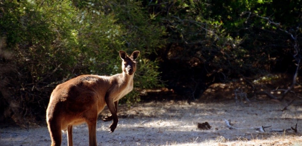 Strange Facts about Australia
