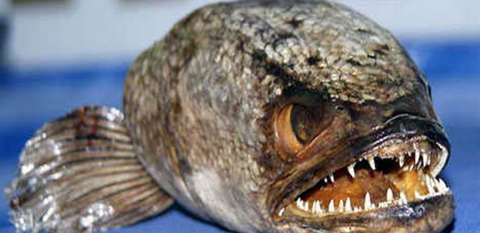 Strange looking animals