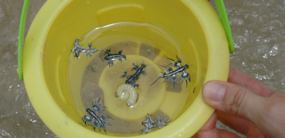 Strange sea animals
