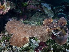 tassled wobbegong