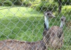 The rescue's volunteers (there are no paid employees) care for more than 100 animals of many different species every day, including these emus.