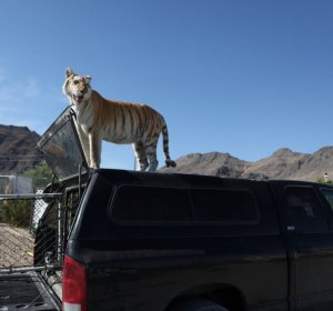 Exotic animals Las Vegas