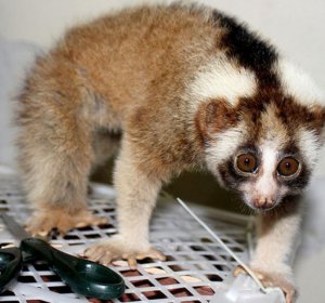 Exotic animals Rescued