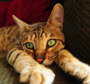 Exotic animals that make good pets