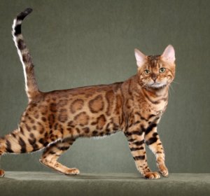 Most Exotic animals in the world