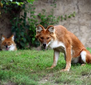 Most strange animals