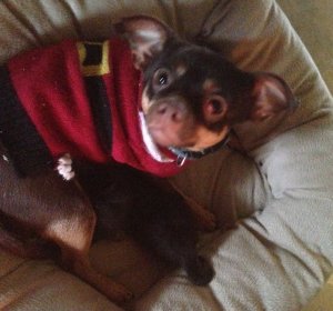 Strange animal videos