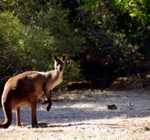 Strange Facts about Australia