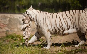 tigers-exotic-pets-ftr