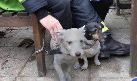 Two dogs had to be resuscitated following the house fire