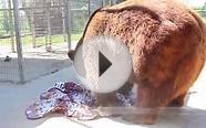 Exotic Animal Talk Vol 1