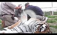 Help The USZA Rescue 31 Exotic Animals