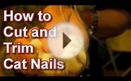 How to Cut and Trim Cat Nails - Tai Wai Small Animal