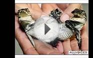 Paranormal/Strange Animals.