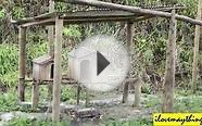 Some Exotic Animals at the ZOO in Ecuador - South America