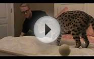 Sunshine Exotics: Serval vs. Leopard Stuffed Animal